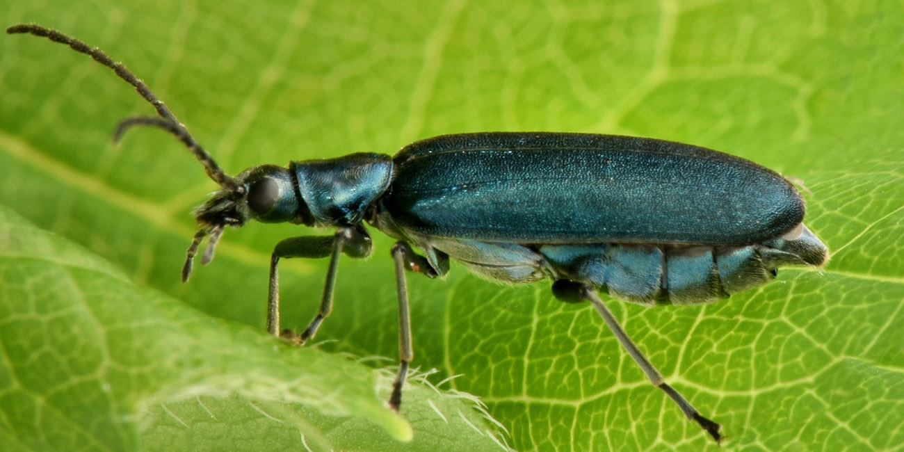 Oedemeridae: Ischnomera cyanea o caerulea, femmina